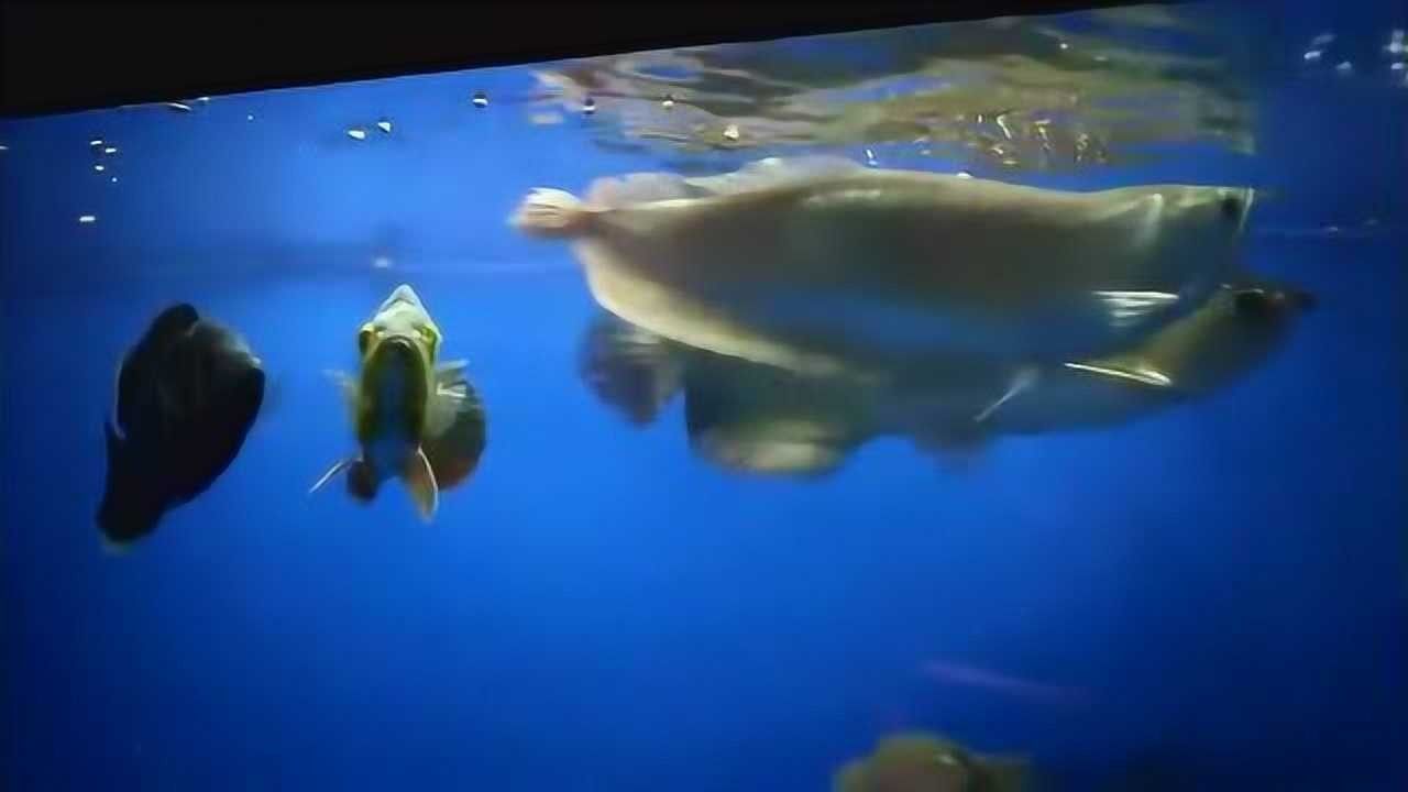 金龍魚食欲不好怎么回事（金龍魚食欲不好怎么辦）