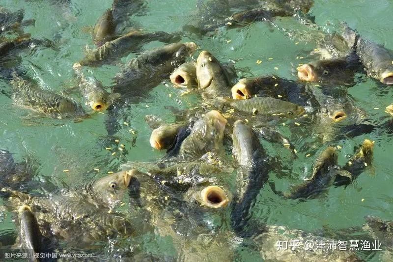 金龍魚食欲不好怎么回事（金龍魚食欲不好怎么辦）