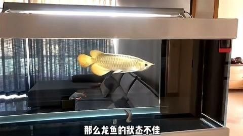 金龍魚食欲不好怎么回事（金龍魚食欲不好怎么辦）