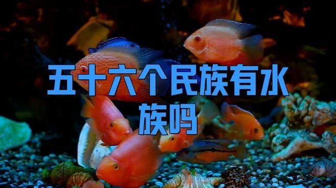 水族是56個(gè)民族之一嗎（水族是中國(guó)56個(gè)民族之一）