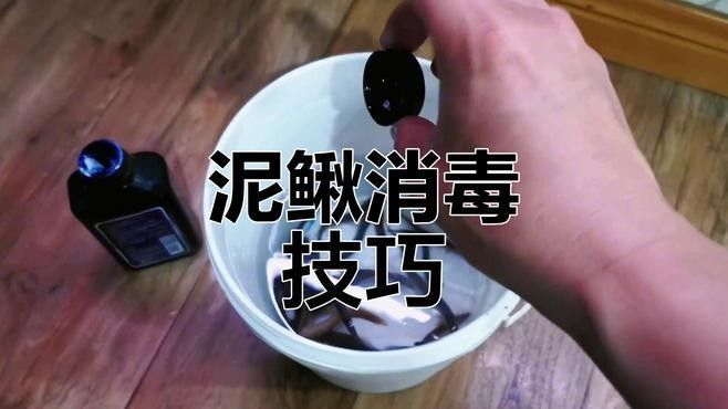 泥鰍給龍魚吃怎么消毒（鰍給龍魚吃時消毒是非常重要的步驟以確保龍魚健康和安全）