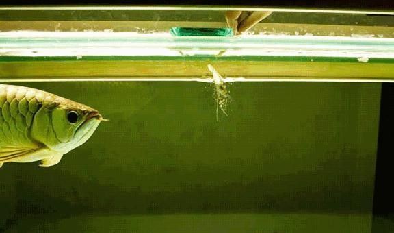 興賓龍魚（關于興賓龍魚的相關信息）