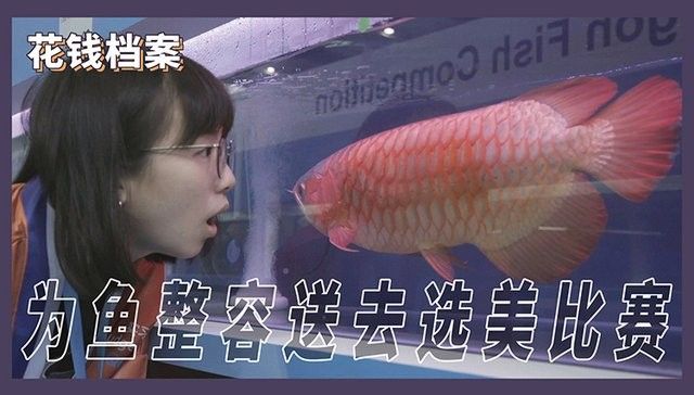 興賓龍魚（關于興賓龍魚的相關信息）
