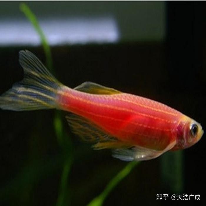 如何判斷雷龍魚是否患有腹水病（怎樣判斷雷龍魚是否患有腹水病？） 如何判斷雷龍魚是否患有腹水病（怎樣判斷雷龍魚是否患有腹水病？） 龍魚百科 第2張