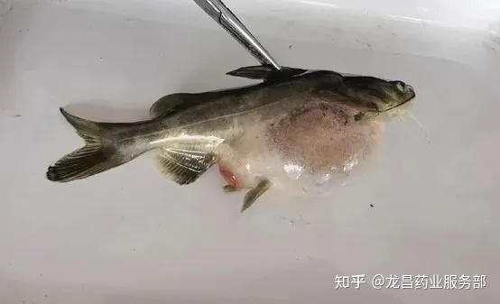 如何判斷雷龍魚是否患有腹水病（怎樣判斷雷龍魚是否患有腹水病？） 如何判斷雷龍魚是否患有腹水病（怎樣判斷雷龍魚是否患有腹水病？） 龍魚百科 第8張