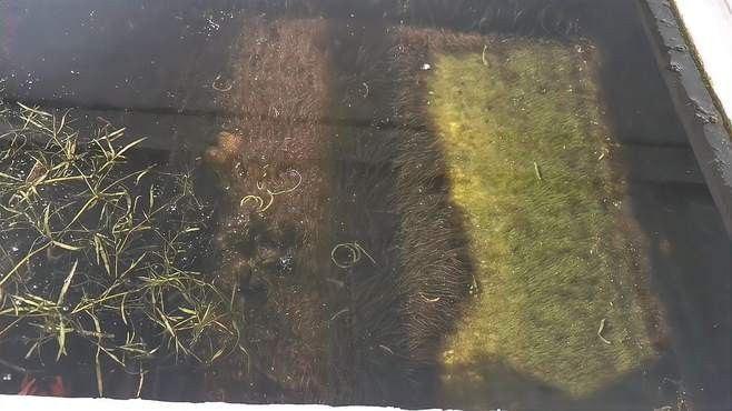 金魚可以喂牛心漢堡嗎（如何制作適合金魚的牛心漢堡飼料及對魚的作用）