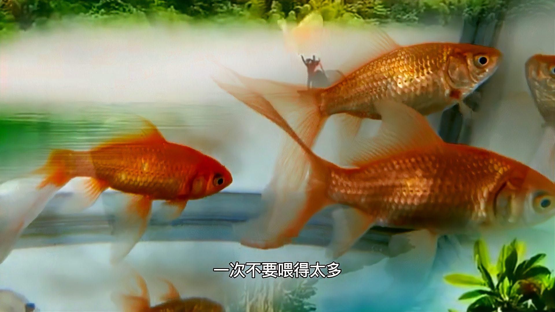 金魚可以喂牛心漢堡嗎（如何制作適合金魚的牛心漢堡飼料及對魚的作用）