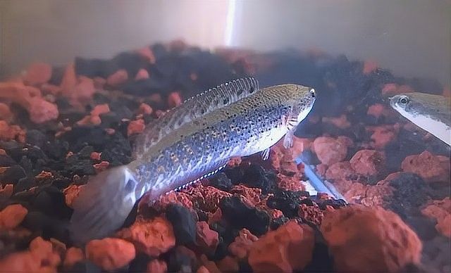 幻彩紅寶石雷龍魚(yú)多久喂一次？（幻彩紅寶石雷龍魚(yú)喂食量多少合適）
