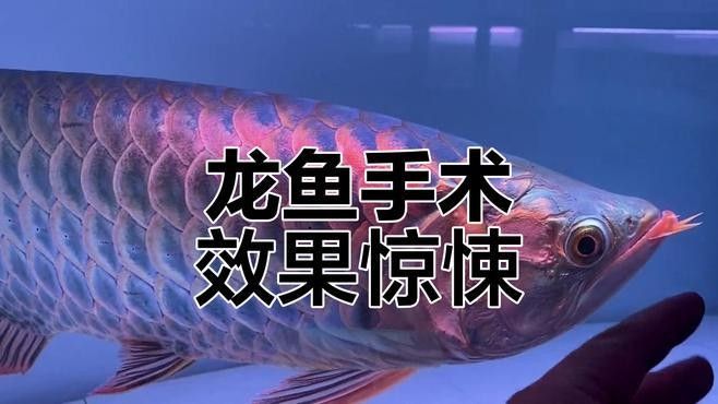 龍魚嘴巴合不上嘴怎么辦視頻講解 龍魚嘴巴合不上嘴怎么辦視頻講解 觀賞魚百科 第3張