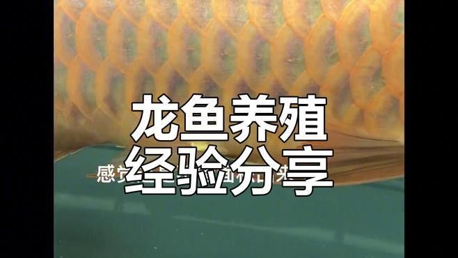 如何逐步過渡龍魚至白色背景