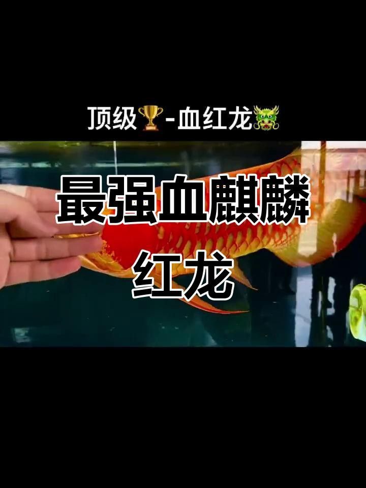 超血紅龍和血麒麟紅龍的區別