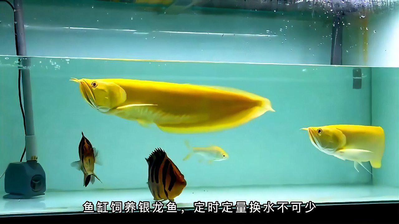 養龍魚最忌四個東西（養龍魚最需要注意的四個問題）