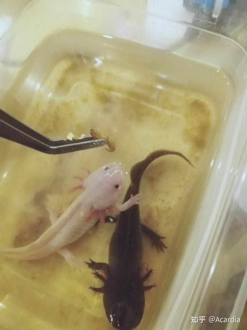 六角恐龍魚互動的最佳時(shí)機(jī)是什么時(shí)候（六角恐龍魚如何互動）