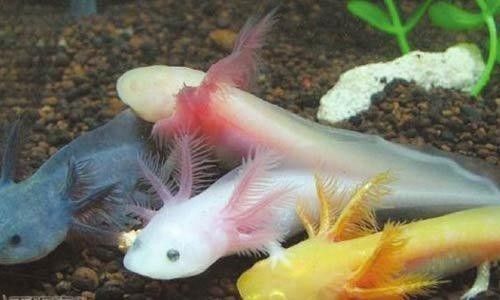 六角恐龍魚互動的最佳時(shí)機(jī)是什么時(shí)候（六角恐龍魚如何互動）