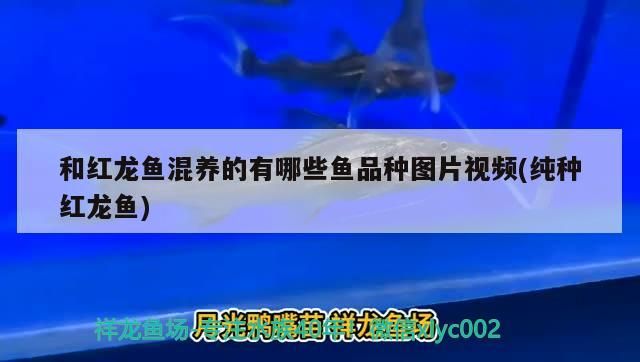 和紅龍魚混養的有哪些魚品種圖片視頻(純種紅龍魚)（和紅龍魚混養的有哪些魚品種）