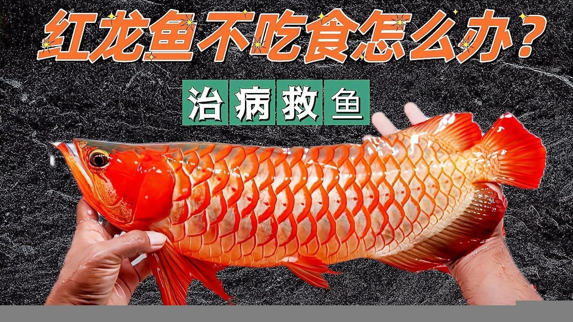 紅龍魚不喂食能活多久（紅龍魚不吃食怎么辦）