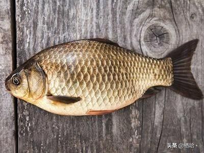 檸檬鯽疾病（檸檬鯽的疾病防控）