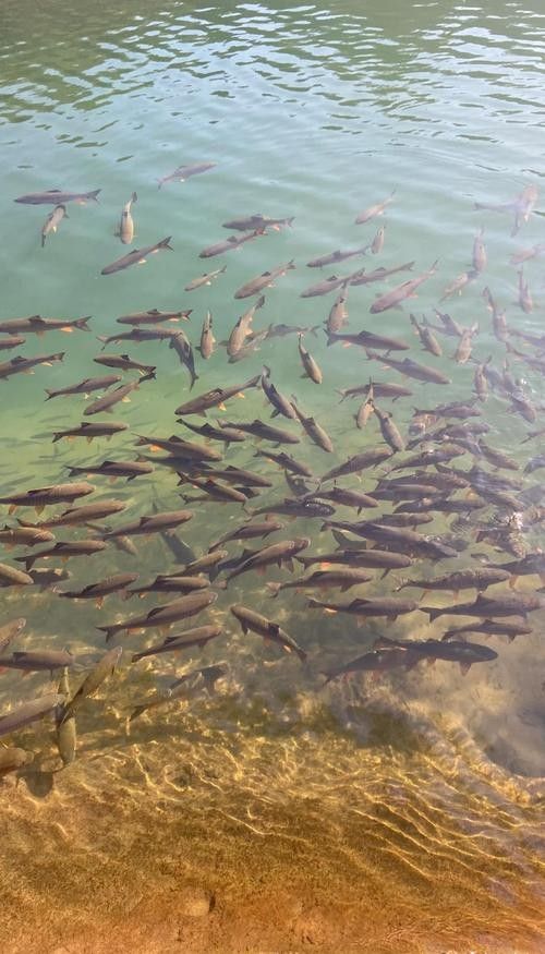 釣魚島龍魚（釣魚島龍魚的生態(tài)以山羊和本地動(dòng)植物為主，網(wǎng)友：壓根不值錢）