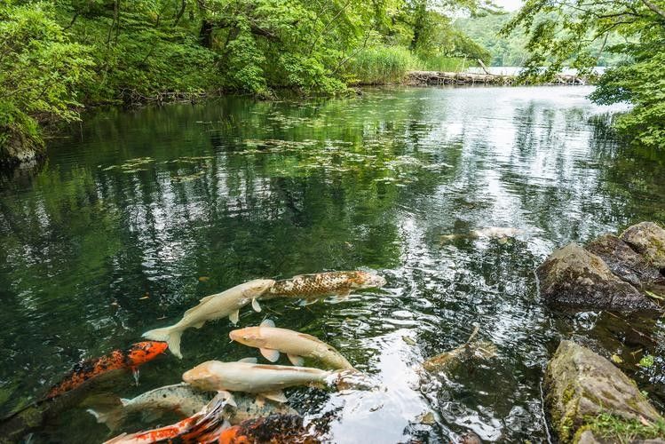 釣魚島龍魚（釣魚島龍魚的生態(tài)以山羊和本地動(dòng)植物為主，網(wǎng)友：壓根不值錢）