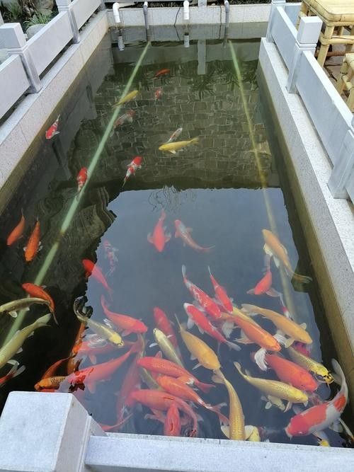 釣魚島龍魚（釣魚島龍魚的生態(tài)以山羊和本地動(dòng)植物為主，網(wǎng)友：壓根不值錢）