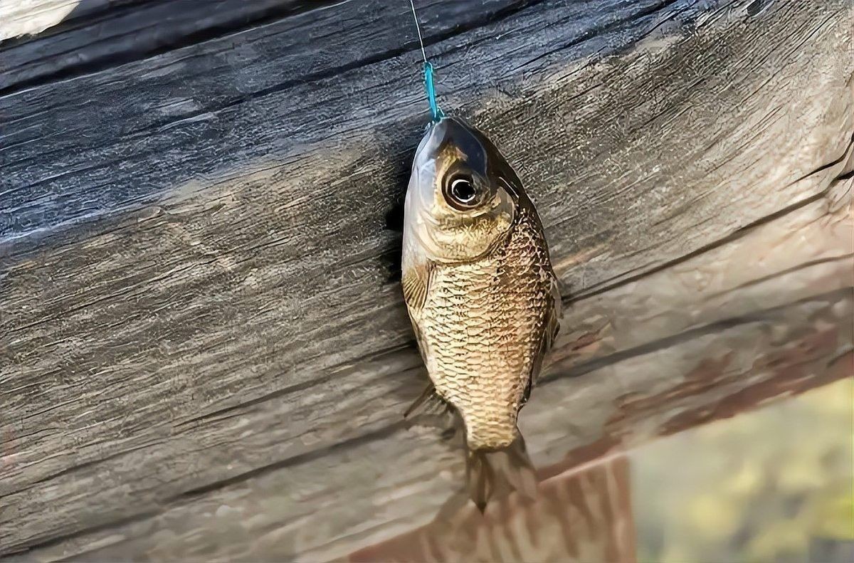 深草旅店碼頭釣魚技巧（在深草旅店碼頭釣魚時）