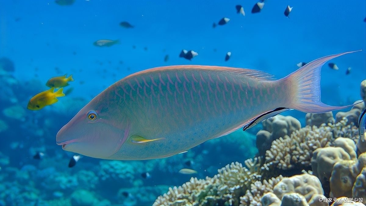 龍魚病在水面飄張嘴要警惕四種病（養魚小竅門大公開龍魚頻繁張嘴呼吸的原因和急救方法）