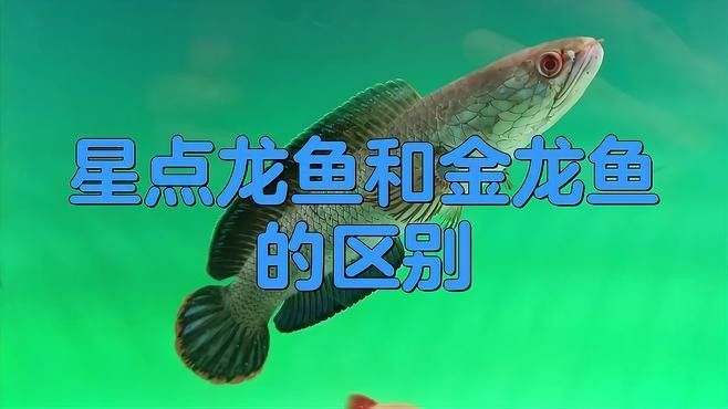 星點龍魚是金龍魚嗎（星點龍魚和金龍魚哪個好養(yǎng)星點龍魚和金龍魚的區(qū)別）