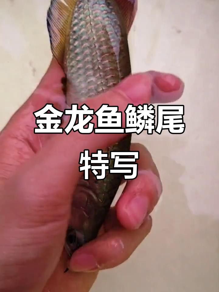 星點龍魚是金龍魚嗎（星點龍魚和金龍魚哪個好養(yǎng)星點龍魚和金龍魚的區(qū)別）