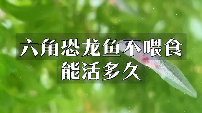 龍魚缸內出現白色線蟲問題，龍魚缸內出現白色線蟲的問題，龍魚缸內出現了白色線蟲怎么辦