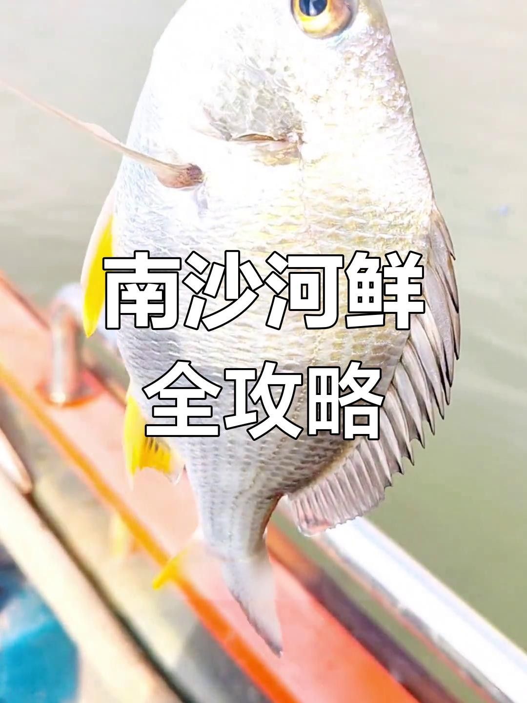 廣州南沙有什么魚（南沙魚種類南沙河鮮大揭秘，這些美味你嘗過嗎） 廣州南沙有什么魚（南沙魚種類南沙河鮮大揭秘，這些美味你嘗過嗎） 觀賞魚百科 第2張