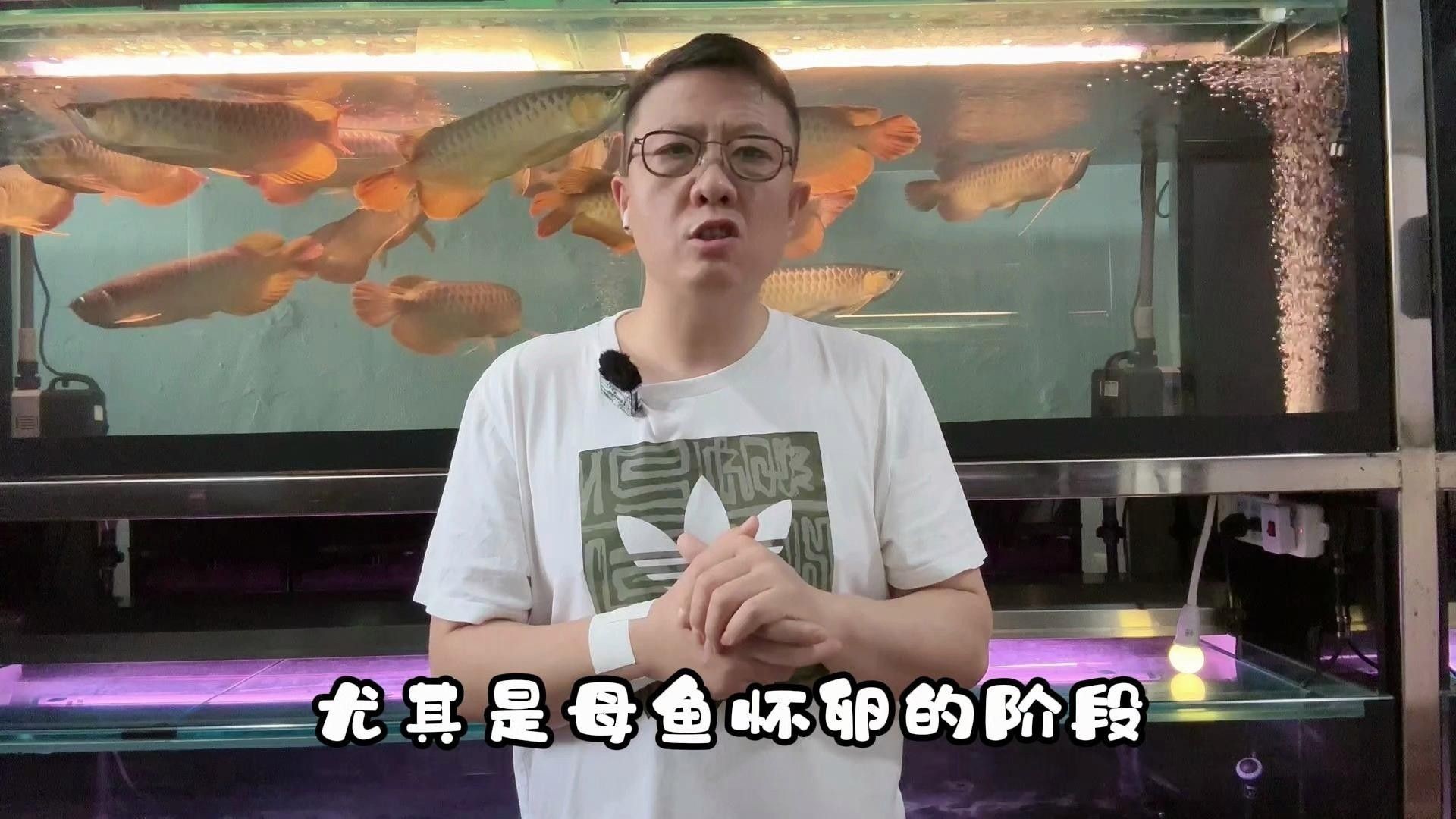 龍魚疾病治療常見藥物（龍魚疾病治療中常見的藥物及使用方法） 龍魚疾病治療常見藥物（龍魚疾病治療中常見的藥物及使用方法） 觀賞魚百科 第1張