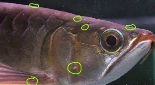 龍魚疾病治療常見藥物（龍魚疾病治療中常見的藥物及使用方法） 龍魚疾病治療常見藥物（龍魚疾病治療中常見的藥物及使用方法） 觀賞魚百科 第6張