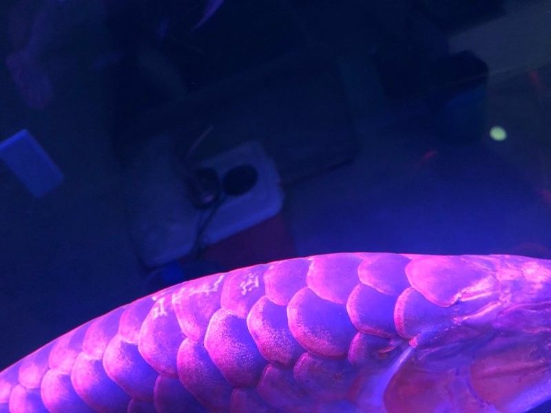 龍魚鱗片發白需要多久治療