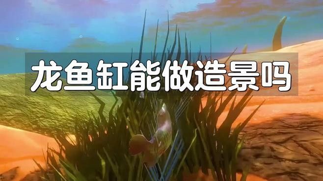 龍魚造景的步驟是什么？（觀賞魚世界龍魚缸能做造景嗎龍魚造景的基本步驟）