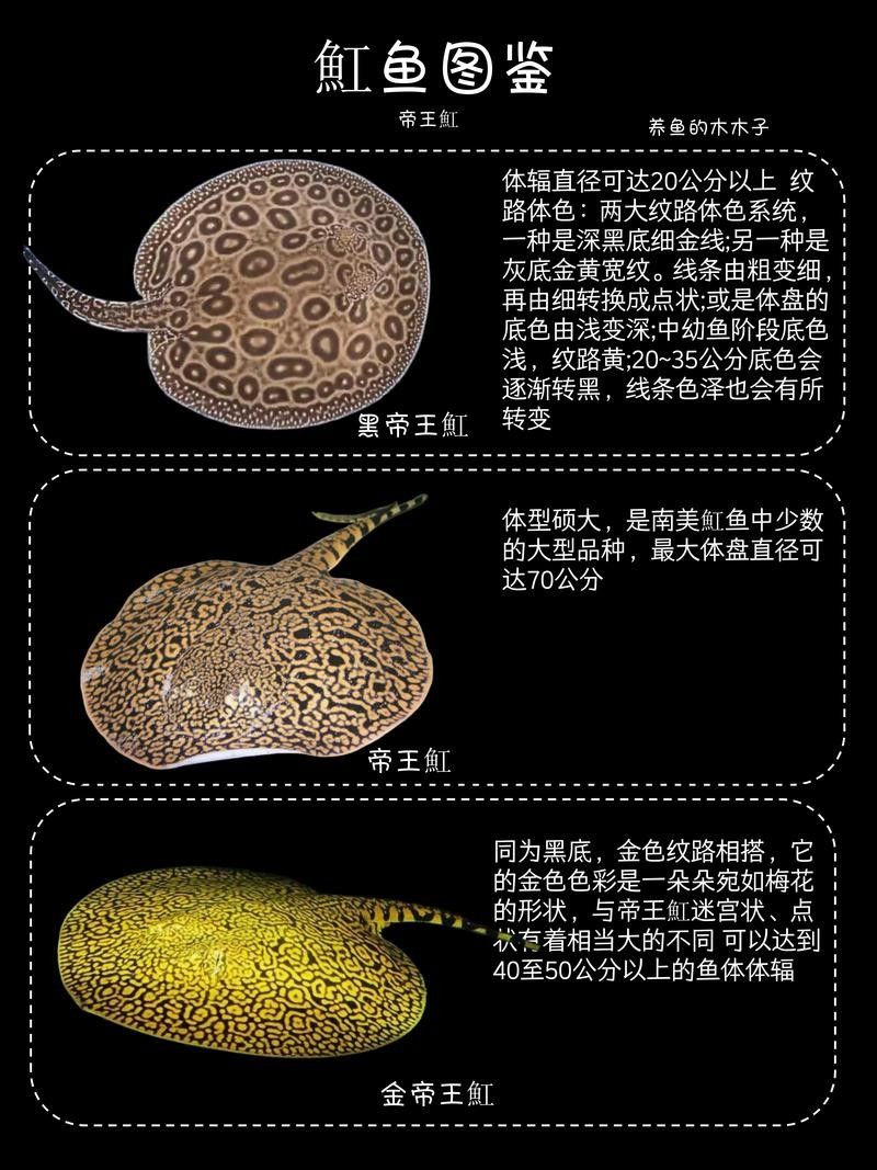 魟魚什么品種最貴（魟魚什么品種最貴三個品種信潮π玩家聽）