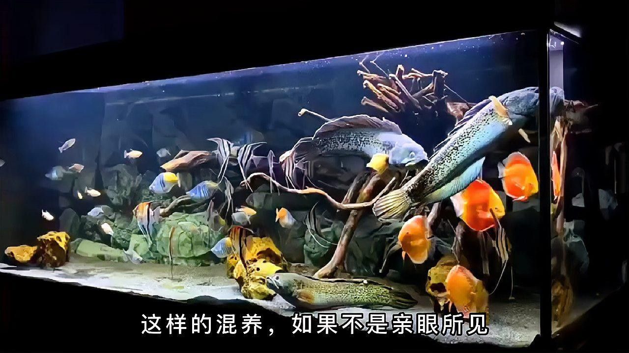 埃及神仙魚和哪種龍魚混養(yǎng)最和諧？（)波奇寵物埃及神仙魚與紅龍魚混養(yǎng)技巧）