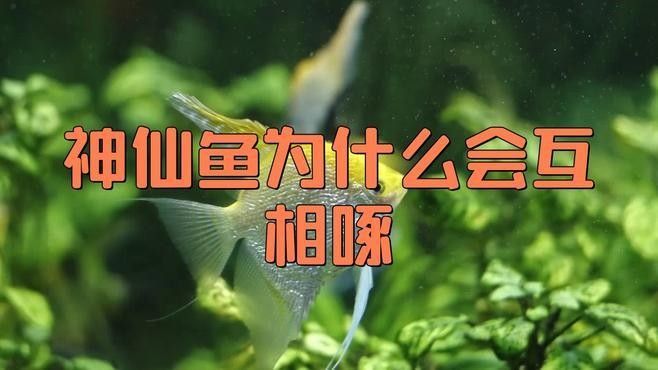 埃及神仙魚和哪種龍魚混養(yǎng)最和諧？（)波奇寵物埃及神仙魚與紅龍魚混養(yǎng)技巧）