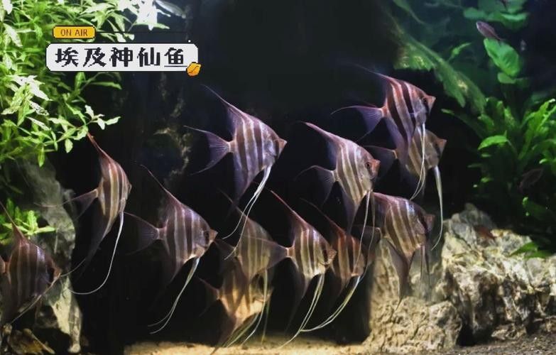 埃及神仙魚和哪種龍魚混養(yǎng)最和諧？（)波奇寵物埃及神仙魚與紅龍魚混養(yǎng)技巧）