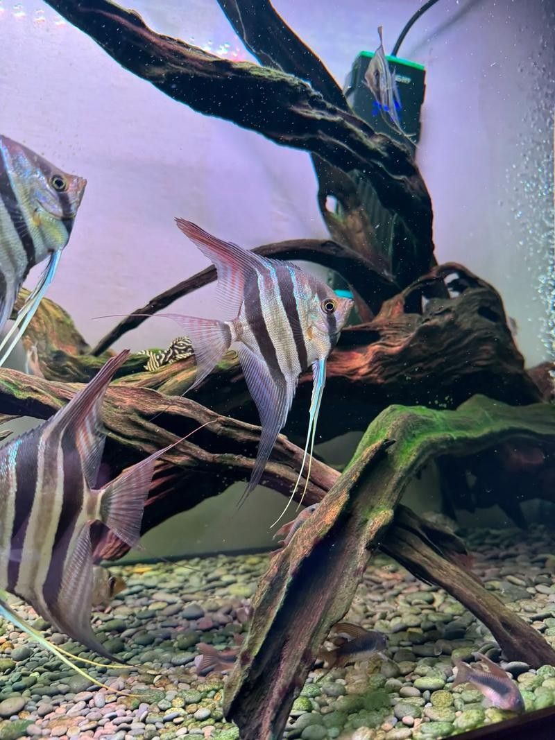 埃及神仙魚和哪種龍魚混養(yǎng)最和諧？（)波奇寵物埃及神仙魚與紅龍魚混養(yǎng)技巧）