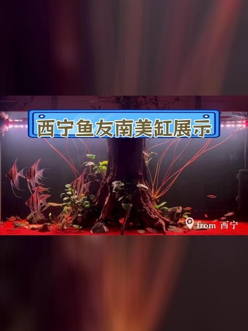 埃及神仙魚和哪種龍魚混養(yǎng)最和諧？（)波奇寵物埃及神仙魚與紅龍魚混養(yǎng)技巧）