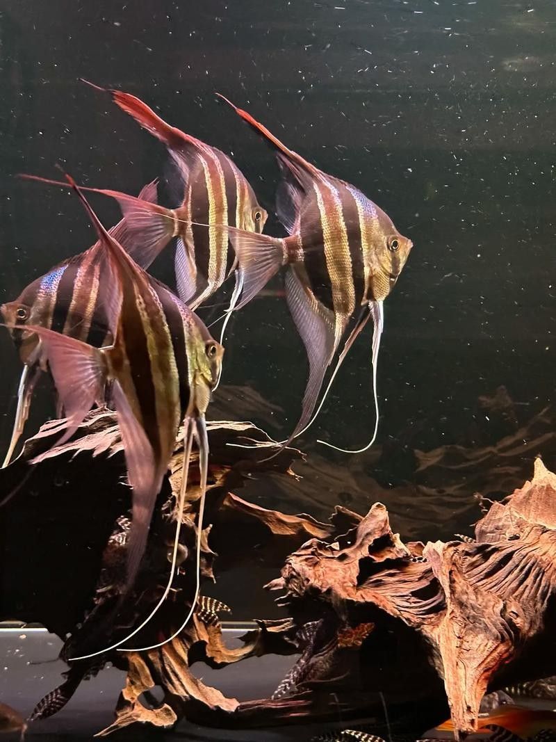 埃及神仙魚和哪種龍魚混養(yǎng)最和諧？（)波奇寵物埃及神仙魚與紅龍魚混養(yǎng)技巧）