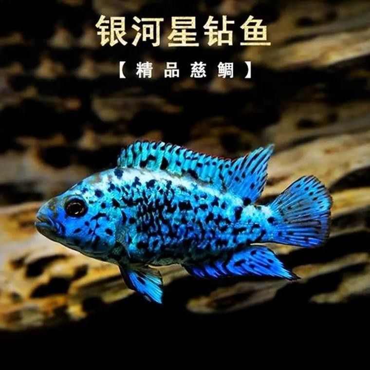 銀河星鉆魚（銀河星鉆魚是什么？）