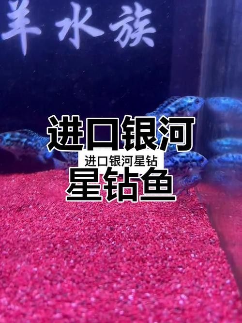 銀河星鉆魚（銀河星鉆魚是什么？）