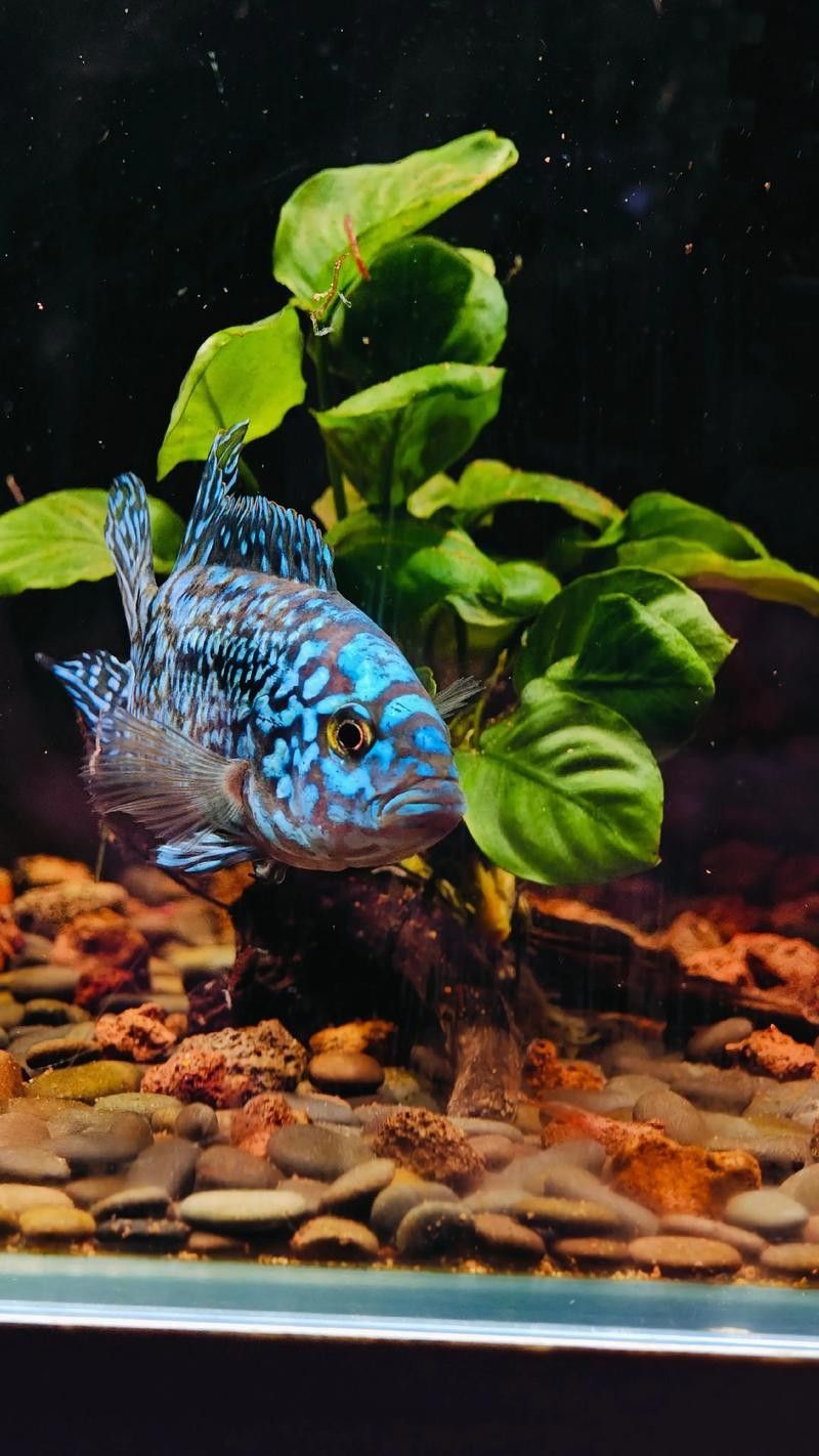 銀河星鉆魚（銀河星鉆魚是什么？）
