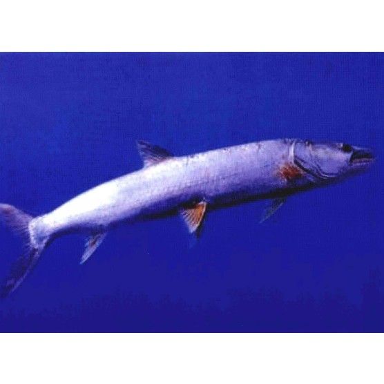 鳡魚百科（百科[需手動填充]魚，學名pseudobarbusaltivelis）