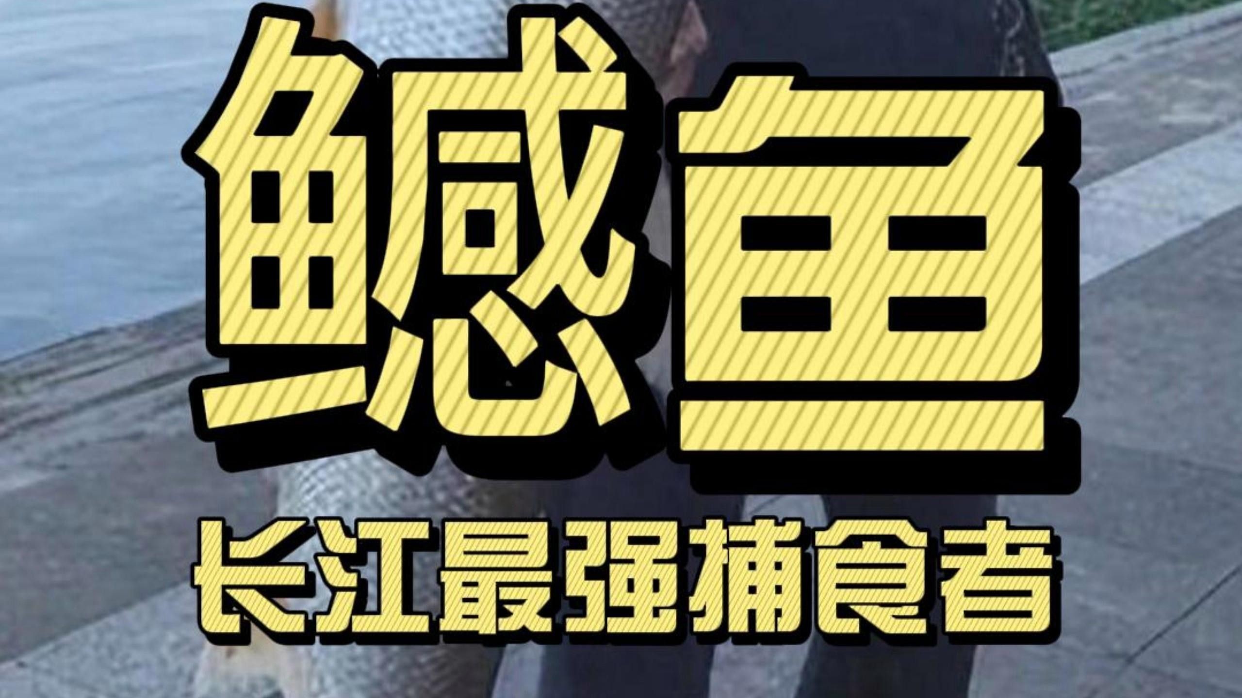 鳡魚百科（百科[需手動填充]魚，學名pseudobarbusaltivelis）