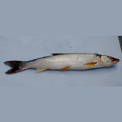 鳡魚百科（百科[需手動填充]魚，學名pseudobarbusaltivelis）