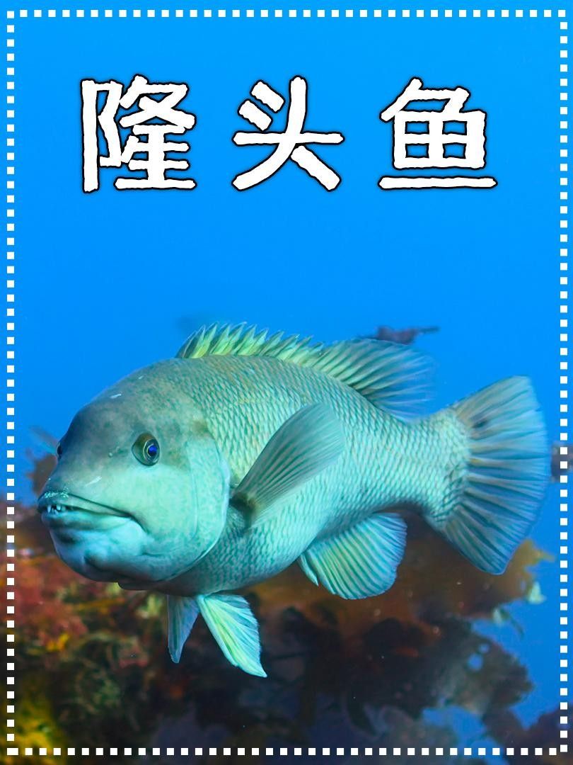紅綠龍黃花隆頭魚（關于紅綠龍黃花隆頭魚的介紹）