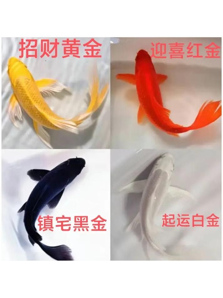 龍鳳魚圖片（龍鳳魚圖片及其特點）