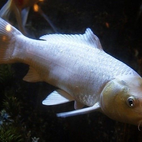 龍鳳魚圖片（龍鳳魚圖片及其特點）